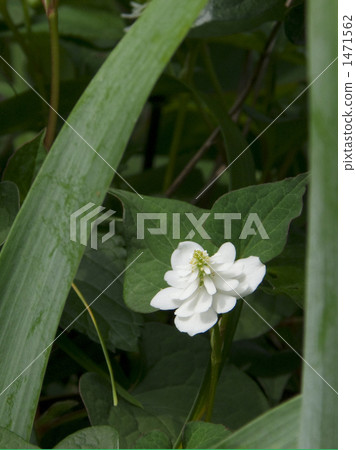 Yae dokudami 1471562