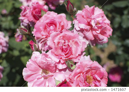 Roses (Vogue) Roses (Vogue) 1471607