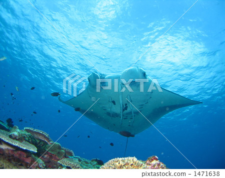 sharksucker, suckerfish, manta 1471638