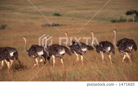 Ostrich Ostrich 1471685