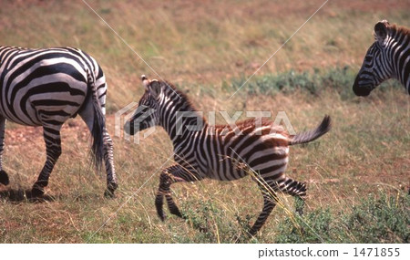 zebra zebra 1471855