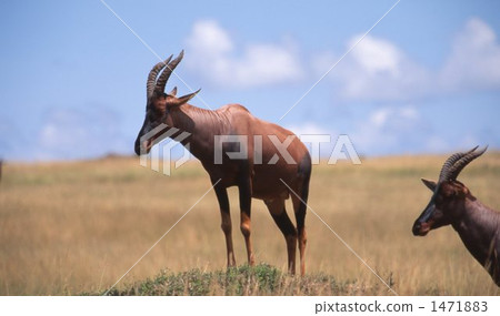 主題 主題 1471883