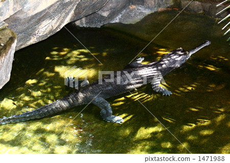 這是Indian Gavial 1471988