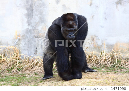 我敢於大猩猩 1471990