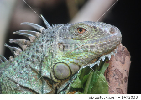 Brave appearance of Green Iguana Brave appearance of Green Iguana 1472038