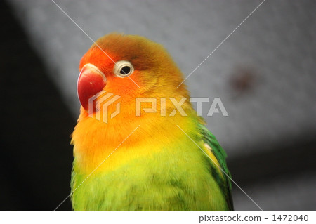 Colorful parakeet Colorful parakeet 1472040