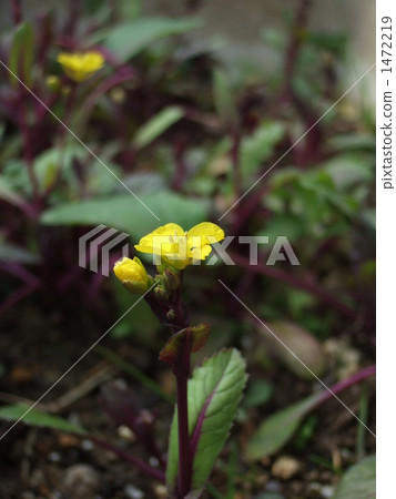 源於中國 產於中國 油菜花 1472219