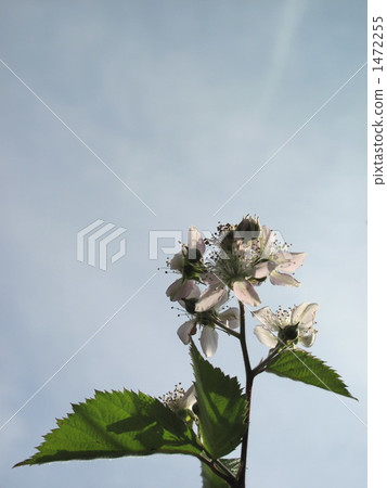 覆盆子花 覆盆子花 1472255