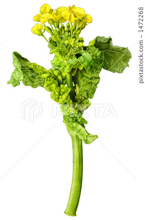 Natsuka(食用油菜花) Natsuka(食用油菜花) 1472268