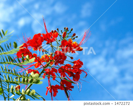 一隻蝴蝶飛 一隻蝴蝶飛 1472272