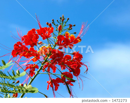 一隻蝴蝶飛 一隻蝴蝶飛 1472273