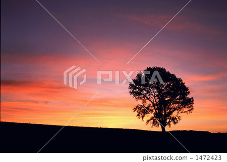 Morning glow of silence 1472423