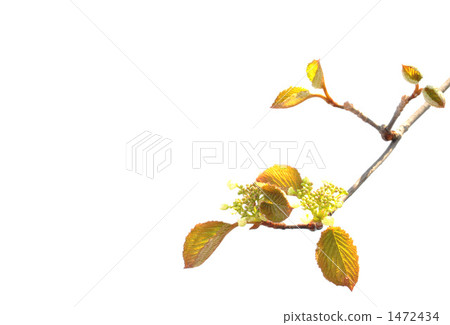 山茶花樹和年輕葉子的芽 1472434