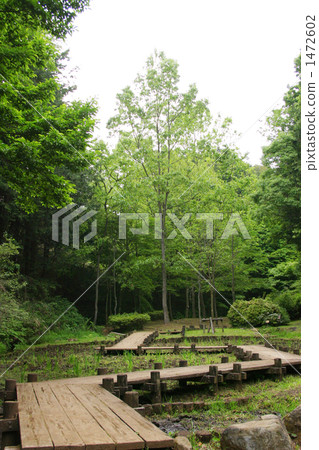 Promenade of a pet dog 1472602