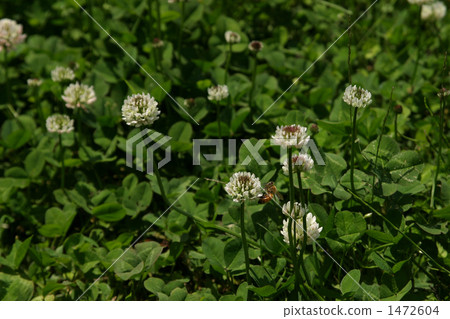 White whipped grass and honey bees 1472604