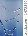 Polka dot 1472840
