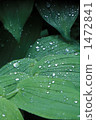 Yukizasa Morning dew 1472841