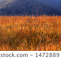 Ezorin pond 1472889