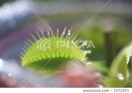 venus fly trap, carnivorous plant, insectivorous plant 1472955