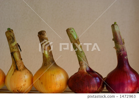 Onion 1472963