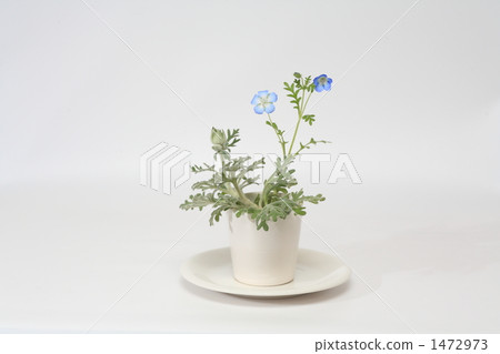 綠色內政 1472973