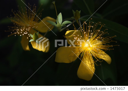 tutsan, hypericum erectum, chidomegusa 1473017