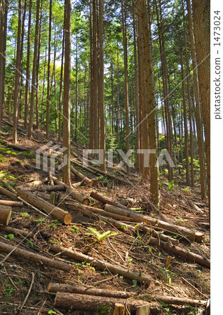 落葉松林的變薄 1473024