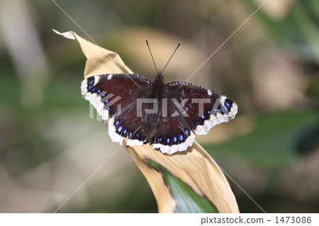 蛺蝶屬ANTIOPA 1473086