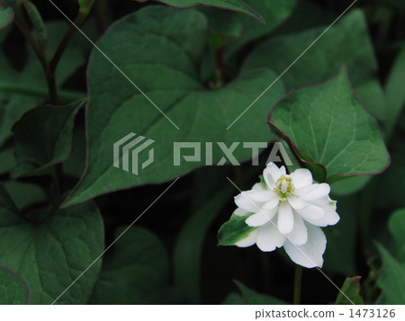 Yae dokudami 1473126