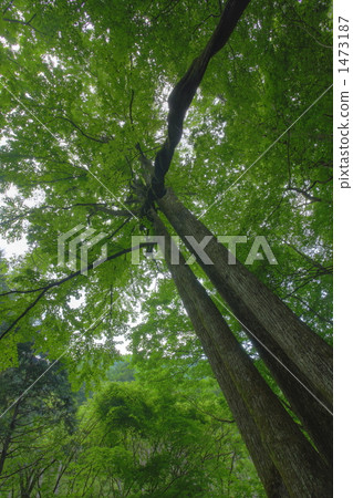 Fresh green of Okutama 1473187