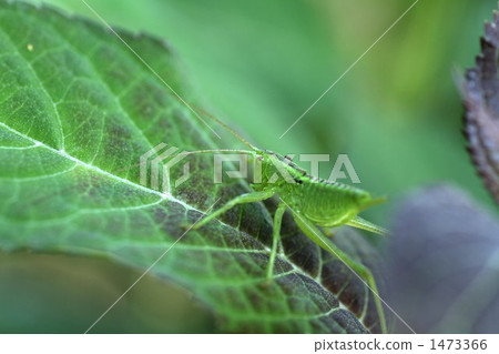 tettigonia orientalis, grasshopper, locust 1473366