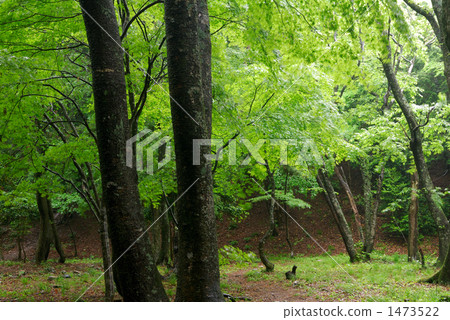 Fresh green of Otariyama getting wet with rain Fresh green of Otariyama getting wet with rain 1473522