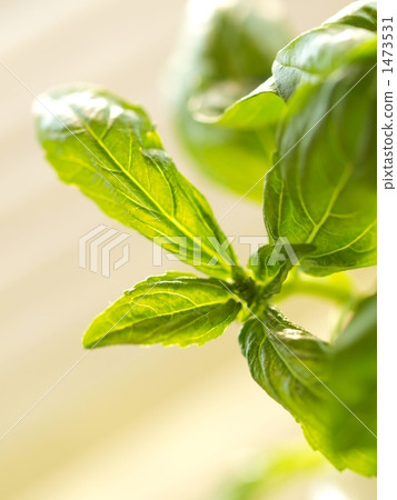 Basil leaf 3 1473531