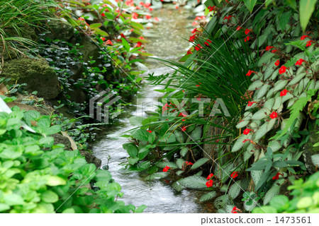 Tropical stream 1473561