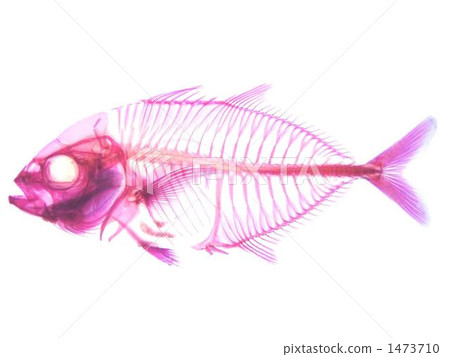 Transparent specimen of Ranunaia 1473710