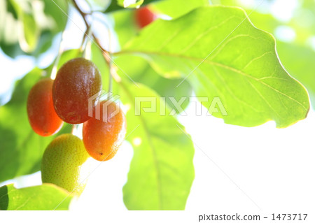 粘性水果 1473717