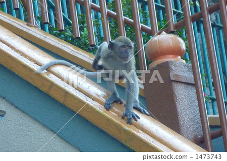 Monkey 1 1473743
