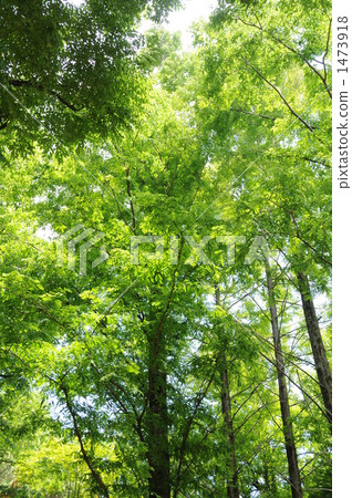 Fresh green Fresh green 1473918