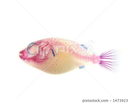 Aveny pafer透明標本 1473923