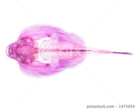 中國Preco透明標本 中國Preco透明標本 1473954