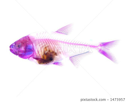 盲目的顏色透明標本 1473957