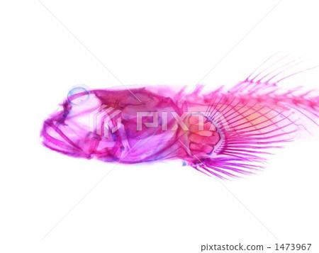 Mudguerough transparent specimen 1473967