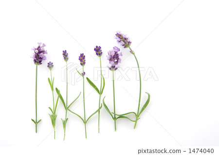 Buds and flowers of lavender Buds and flowers of lavender 1474040
