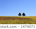 nunobiki plateau, field of rapeseed, rape 1474071