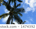 夏威夷的早晨風景 1474392