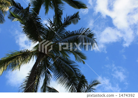 夏威夷的早晨風景 夏威夷的早晨風景 1474392
