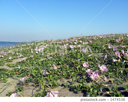 開花在藍色沙灘的沿海植物的代表 開花在藍色沙灘的沿海植物的代表 1474536