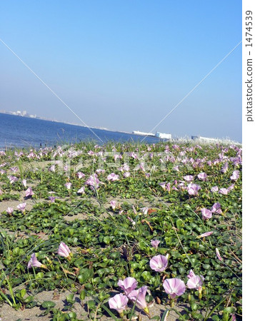 開花在藍色沙灘的沿海植物的代表 開花在藍色沙灘的沿海植物的代表 1474539
