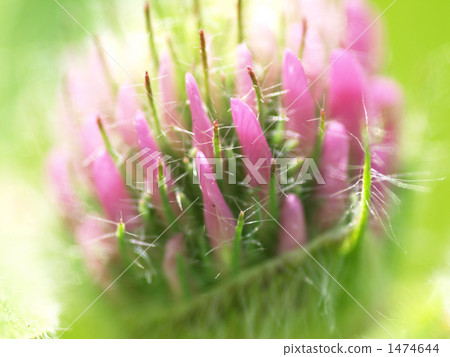 Murasaki爪的芽 1474644