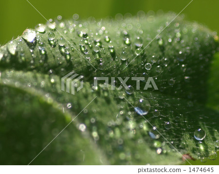 Murasakii蛤蜊和早晨露水葉子 Murasakii蛤蜊和早晨露水葉子 1474645